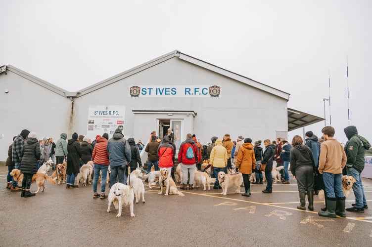 Over 50 golden retrievers came along to St Ives Rugby Club to help grant Ellie's wish