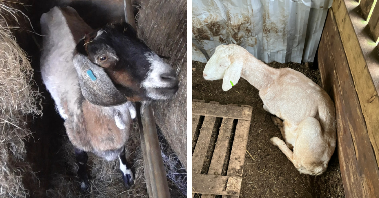 Sheep and goats at the smallholding in Trebrownbridge, Liskeard