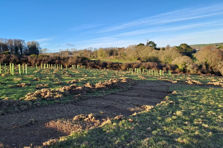 Tree planting area Coombe Farm Fowey 