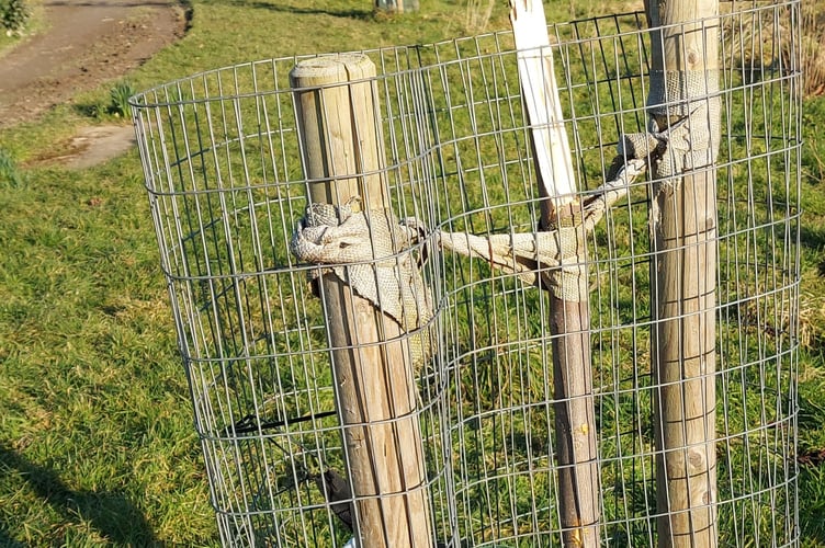 One of the vandalised trees at Saltmill was snapped in half and could not be saved; it was planted two years ago by volunteers as part of the Forest for Cornwall project. (Picture:  Adrian White)