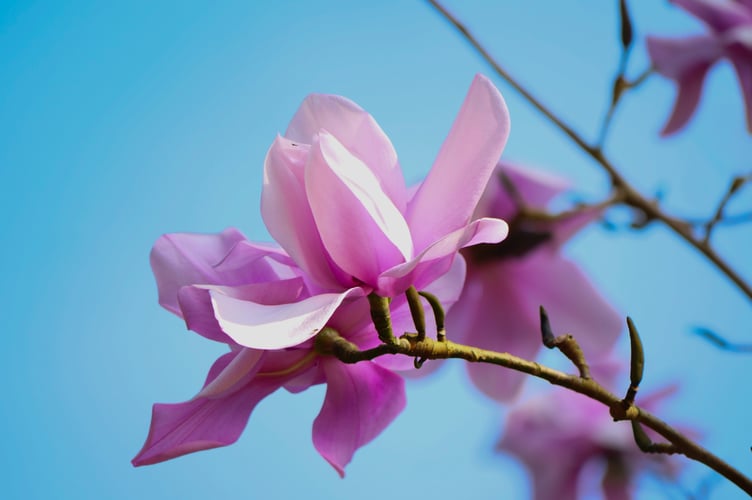 **EMBARGO 00:01 MONDAY MARCH 10 2025**

Close-up of magnolia blooms at Trelissick, Cornwall, March 2025. Stunning pink magnolias have come into bloom at National Trust properties across the country - marking the unofficial start of spring. The displays at gardens in the south-west of England follow a week of sunshine and mild temperatures - ahead of the spring equinox on March 20. Breaking into bloom a few weeks behind last year, when magnolias flowered early after a warm winter, before suffering significant damage from storms and frost, many gardeners are declaring this yearâs flowering as âright on timeâ or only slightly later than would be expected. Karl Emeleus, Head Gardener for the National Trust at Killerton in Devon said: âWe have seen many rapid changes in temperature over the winter months, going from very mild to very cold temperatures, at times within the span of only a few days. âThis not only led some shrubs and trees, including even some of our cherries, to briefly flower out of season during particularly mild spells, but also meant that the real triggers for magnolias flowering hadnât been sustained until recently, possibly leading to a small delay compared to previous years.â In some parts of Cornwall, cold pockets have meant that the magnolias are only at the beginning of their flowering, but at Trengwainton Garden, near Penzance, the first of their 39 varieties of magnolias are in full bloom.